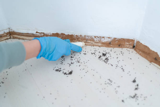 Flea Control Services in South Bend, WA